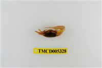 藏品(乳白南方招潮蟹)的圖片